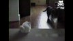 Colossal cat vs peppy pooch