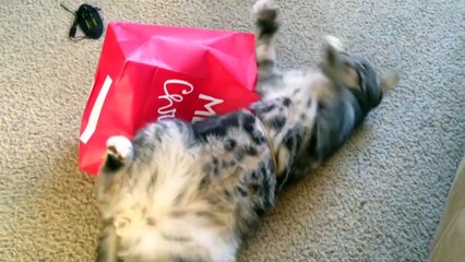 Confused Cat Can't Escape a Gift Bag