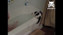Curious kitten takes an accidental dive into the bath