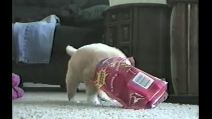 Cute Animals Get Their Heads Stuck!