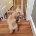 Funny Puppy's - Caught sneaking in