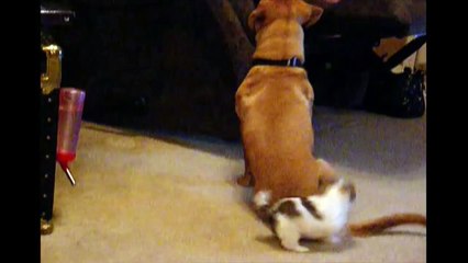 Cute Puppy Chases Tail