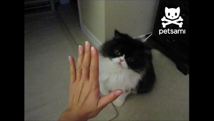 Cutest Kitten Ever Plays Dead