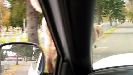 Daredevil Cat Rides On Hood Of Car