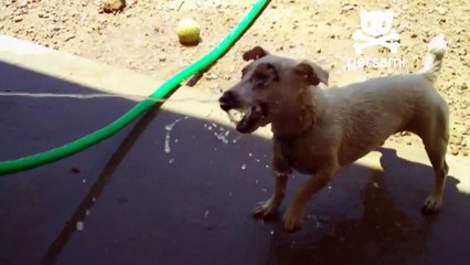 Dog attacks garden hose