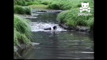 Dog catches a giant salmon with his teeth