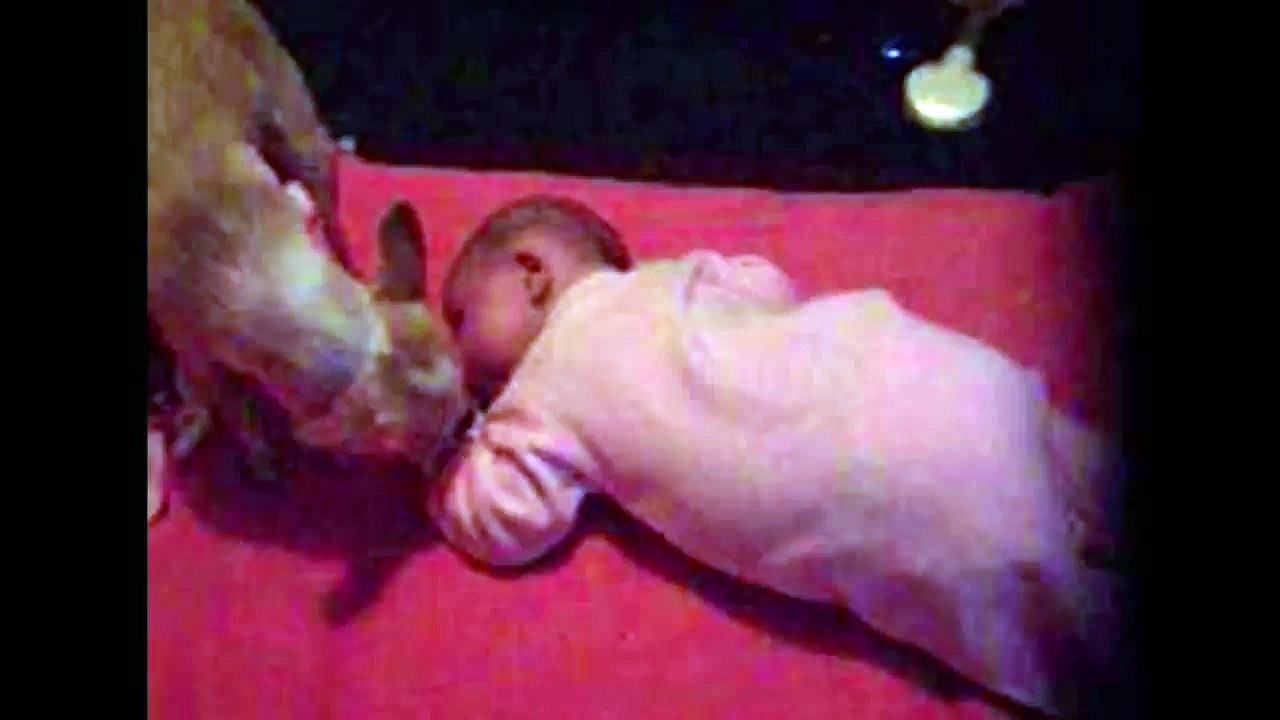 Dog Cuddling With Baby