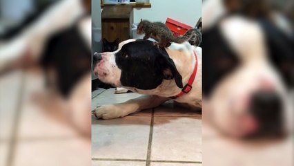 Dog Protects Squirrel on Head from Cat