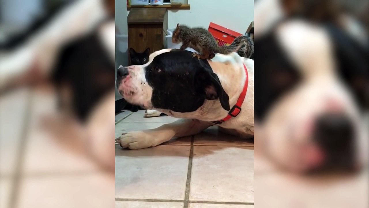Dog Protects Squirrel on Head from Cat