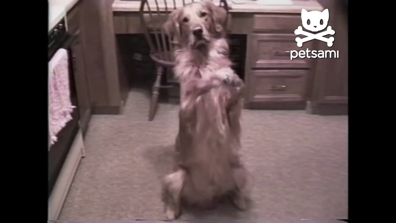 Dog shows off his breakdancing skills