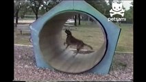 Dog walks himself in a giant hamster wheel