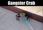 Gangster Crab - Don't mess with this crab... - Funny Videos 2016