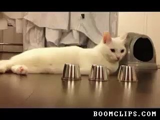 Clever Cat Wins Shell Game