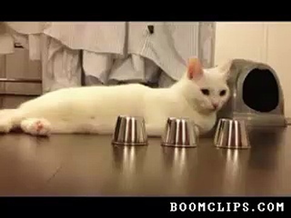 Clever Cat Wins Shell Game