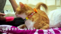 『ねぇねぇ、撫でて〜』甘えた鳴き声で話す猫♪【しゃべる おもしろ猫！？ マック】- Cat which talks I pat it mew mew LOL!! Funny cat!!
