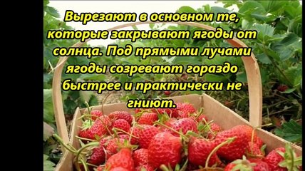 ПРОСТЫЕ СПОСОБЫ УВЕЛИЧИТЬ УРОЖАЙНОСТЬ КЛУБНИКИ НА 50 60%