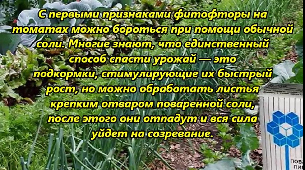 Сахар и соль на дачном участке