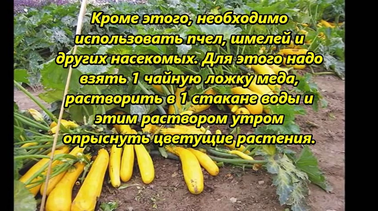 СЕКРЕТЫ ПОЛУЧЕНИЯ БЫСТРОГО УРОЖАЯ КАБАЧКОВ