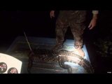 Hunting Alligator in Florida