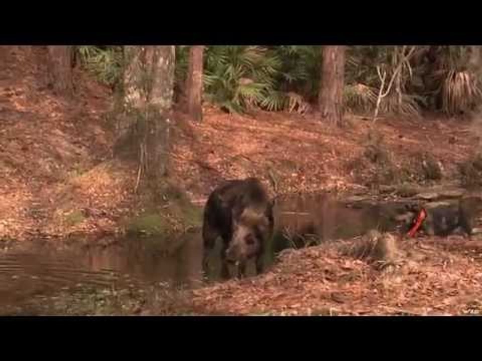 300lb Hog Shot In Daytona
