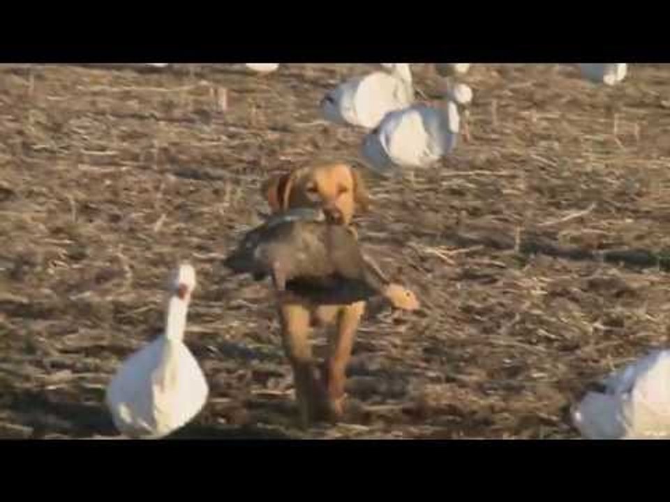 Snow Geese Mishaps