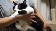 抱っこして.赤ちゃんみたいに甘える猫〜ママに抱きつき猫【はちわれ猫 ハッチ】Cat which embraces a mom like a baby :)) Sweet kitty !!