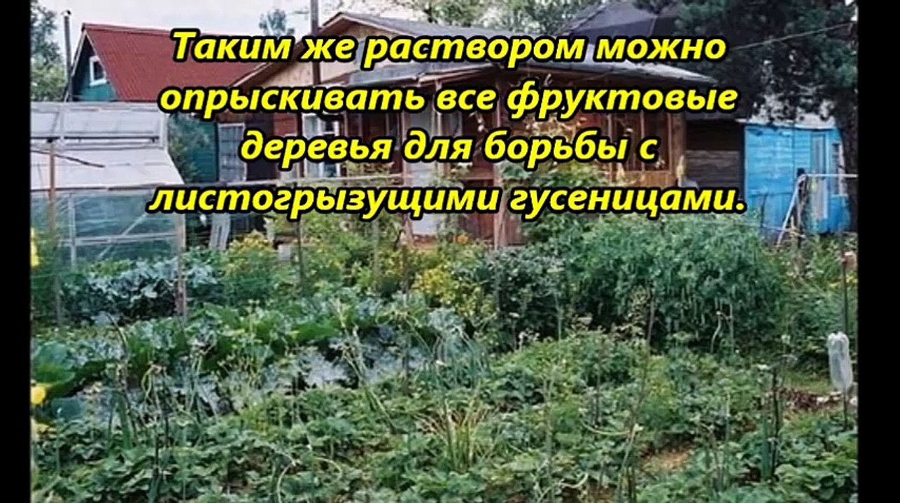 Сода на огороде