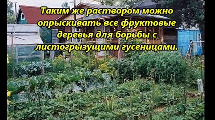 Сода на огороде