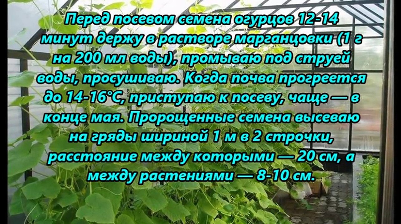 УДОБРЯЕМ ОГУРЦЫ ПОЛЕЗНЫЕ СОВЕТЫ