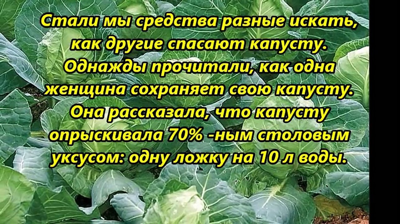 УНИКАЛЬНЫЙ РЕЦЕПТ, КОТОРЫЙ ПОМОЖЕТ ИЗБАВИТЬСЯ ОТ БЛОШЕК НА КАПУСТЕ