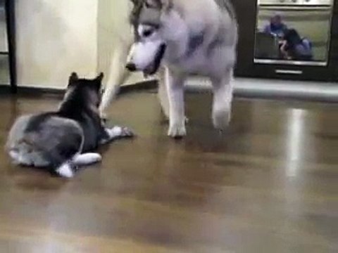 Хаски разговаривают! Это что то!