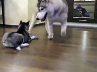 Хаски разговаривают! Это что то!