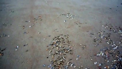 Une vague passe sur le sable, ce qui se passe ensuite est vraiment incroyable !