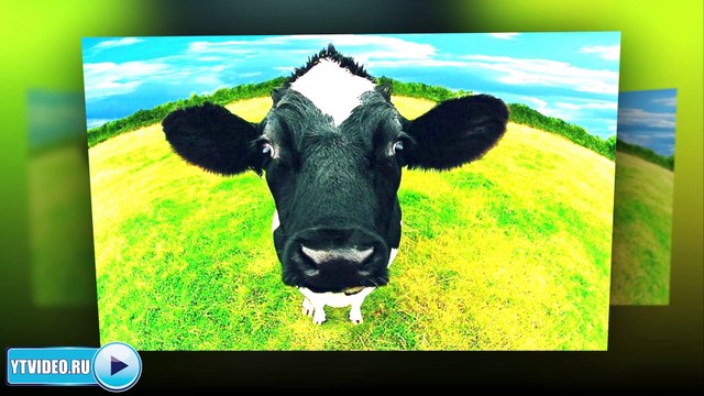 Детская минусовка 33 коровы из кинофильма Мэри Поппинс, до свидания!