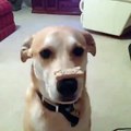 Too Many Dog Biscuits - [Funny Vine Of The Day] - ULTIMATE VINES