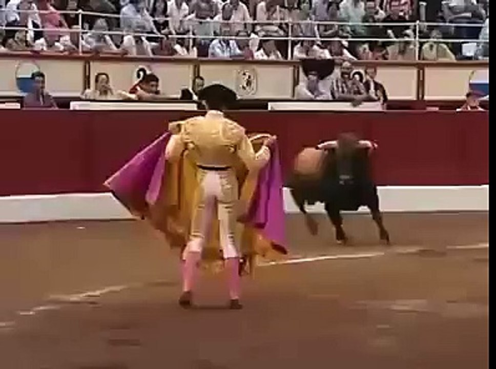 Funny bull attack fail videos
