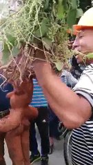 Strange vegetables must see