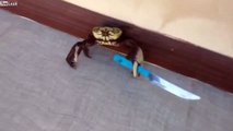 Краб с ножом уходит погони!