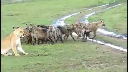 Львица не испугалась целого стада гиен! Лев -- царь в мире животных