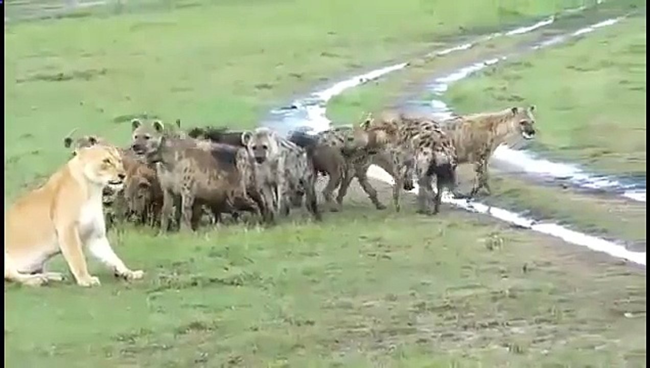 Львица не испугалась целого стада гиен! Лев ...