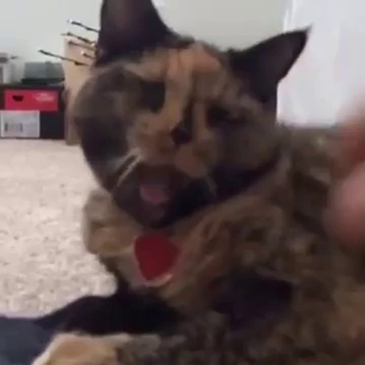 Best Cat Compilation December 2015