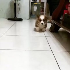 A Corgi puppy waddling straight into your heart...