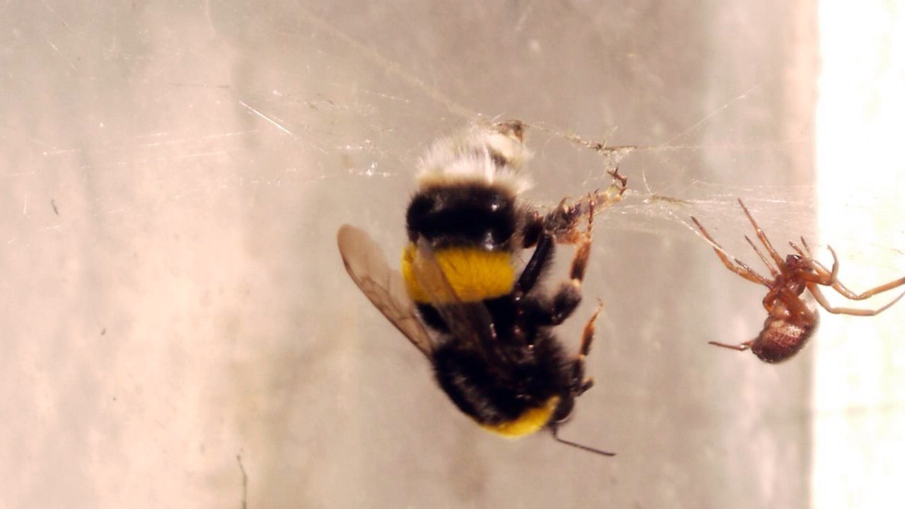 Near death experience for a bumble bee