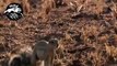 Wild Animal Attacks || Snake vs Mongoose Real Fight HD