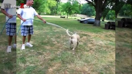 Funny Dogs - A Funny Dog Videos Compilation 2016 || NEW HD