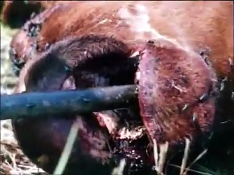 UFO Cattle Mutilations Documentary on Alien Cattle Mutilation Full Documentary