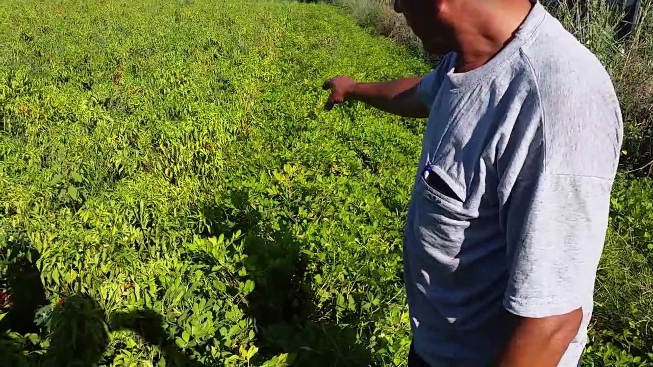 Yer fıstığı Nasıl Yetişir, Nasıl Ekilir Dikilir, Yer Fıstığı Oluşumu, Yer Fıstığı Üretimi