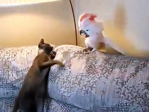 Схватка кота с попугаем! fight