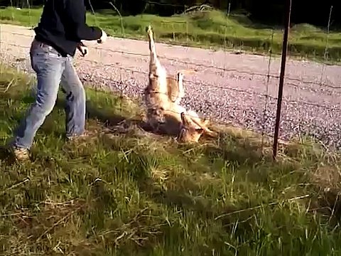 Умирающему волку помогли сохранить жизнь. Достали из плена