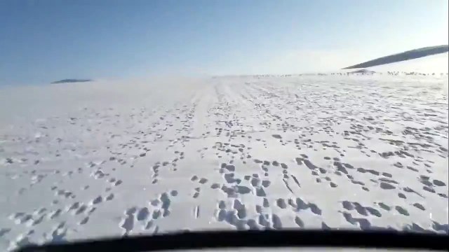 Видели хоть раз стадо Зайцев)) Я тоже нет)